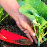 6 Types of Fertilizers for Your Vegetable Garden: Which One is Right for You?